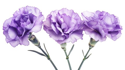 Three delicate lavender carnations arranged in a row, showcasing their soft petals and gentle stems against a bright white background. A symbol of grace and elegance.