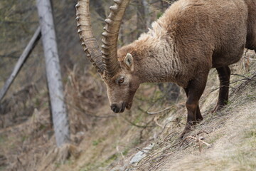 close up of a male steinbock in pontresina, graubuenden, ibex portrait close up - herd of ibexes in grisons, capricorn capra