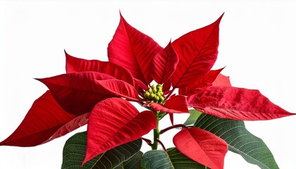 Red poinsettias flower isolated on white - Christmas flower