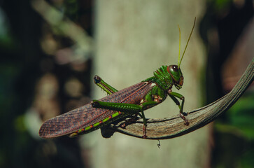Amazonian Grasshopper: A Close-Up of Jungle Life.