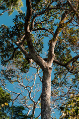 Fototapeta premium Majestic Amazon: The Heart of Brazil's Rainforest