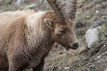 close up of a male steinbock in pontresina, graubuenden, ibex portrait close up - herd of ibexes in grisons, capricorn capra