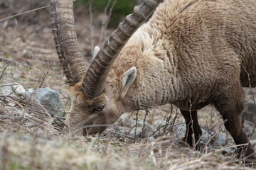 close up of a male steinbock in pontresina, graubuenden, ibex portrait close up - herd of ibexes in grisons, capricorn capra
