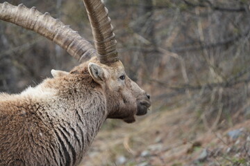 close up of a male steinbock in pontresina, graubuenden, ibex portrait close up - herd of ibexes in grisons, capricorn capra