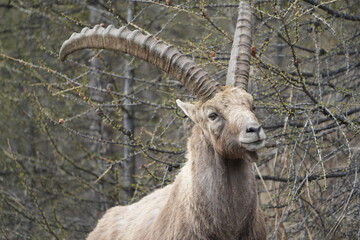 close up of a male steinbock in pontresina, graubuenden, ibex portrait close up - herd of ibexes in...