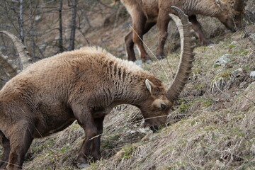 close up of a male steinbock in pontresina, graubuenden, ibex portrait close up - herd of ibexes in grisons, capricorn capra
