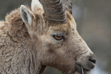 close up of a male steinbock in pontresina, graubuenden, ibex portrait close up - herd of ibexes in grisons, capricorn capra