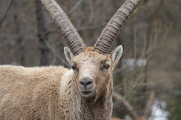 close up of a male steinbock in pontresina, graubuenden, ibex portrait close up - herd of ibexes in...