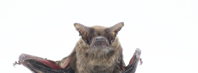 Tadarida brasiliensis - Mexican or Brazilian free tailed bat.  Found deceased on ground.  Isolated on white background close up of face, ears, nose leaf, thumb. Brown color