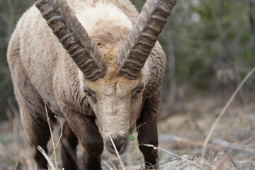 close up of a male steinbock in pontresina, graubuenden, ibex portrait close up - herd of ibexes in...