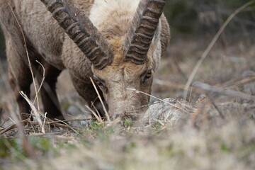 close up of a male steinbock in pontresina, graubuenden, ibex portrait close up - herd of ibexes in grisons, capricorn capra