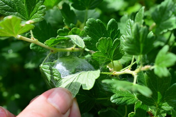 a person is holding a green plant with a spider web