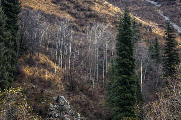 mountain stream in autumn