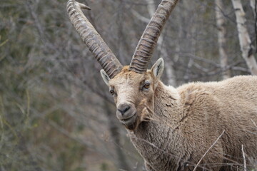 herd of steinbock capricorns grazing in Pontresina, Graubuenden, during summer. Ibex herd.