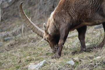 herd of steinbock capricorns grazing in Pontresina, Graubuenden, during summer. Ibex herd.