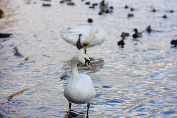 A flock of swans on the embankment