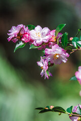 Obraz premium A beautiful brand of pink Camellia flowers in bloom during the winter