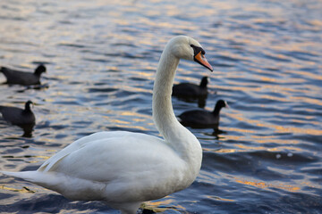 The white swan on the embankment