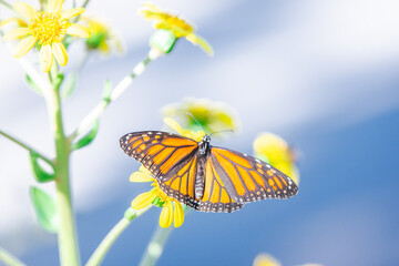 A dreamy picture of a monarch butterfly with spread wings with yellow flowers and an abstract sky in the background