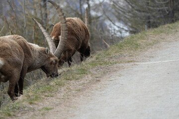herd of steinbock capricorns grazing in Pontresina, Graubuenden, during summer. Ibex herd.
