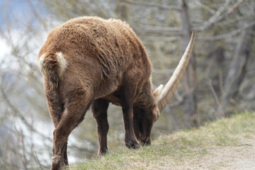 herd of steinbock capricorns grazing in Pontresina, Graubuenden, during summer. Ibex herd.