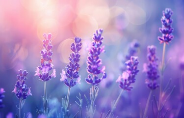 Obraz premium Close-up of sunlit lavender flowers in soft focus, showcasing a picturesque lavender field and natural landscape backdrop.