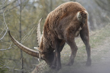 herd of steinbock capricorns grazing in Pontresina, Graubuenden, during summer. Ibex herd.
