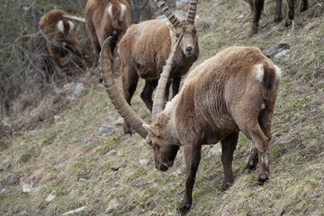 herd of steinbock capricorns grazing in Pontresina, Graubuenden, during summer. Ibex herd.