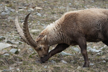 herd of steinbock capricorns grazing in Pontresina, Graubuenden, during summer. Ibex herd.