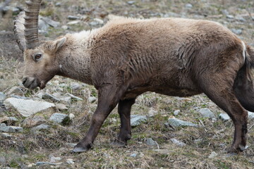 herd of steinbock capricorns grazing in Pontresina, Graubuenden, during summer. Ibex herd.