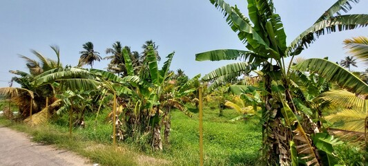 tropical garden with many trees