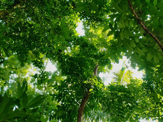 green leaves, flora in nature
