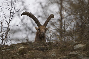close up of a ibex  steinbock in pontresina, graubuenden, ibex portrait close up - herd of ibexes in grisons, capricorn capra