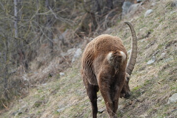 close up of a ibex  steinbock in pontresina, graubuenden, ibex portrait close up - herd of ibexes in grisons, capricorn capra