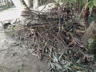 tree roots and branches