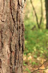 Pine tree, bark close-up. Close-up of pine bark in the forest for a natural background. Nature. Details. Focus on pine tree trunk with blurred background