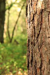 Pine tree, bark close-up. Close-up of pine bark in the forest for a natural background. Nature. Details. Focus on pine tree trunk with blurred background