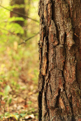 Pine tree, bark close-up. Close-up of pine bark in the forest for a natural background. Nature. Details. Focus on pine tree trunk with blurred background
