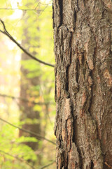 Pine tree, bark close-up. Close-up of pine bark in the forest for a natural background. Nature. Details. Focus on pine tree trunk with blurred background
