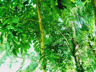 green trees in the forest