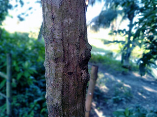 green trees in the forest