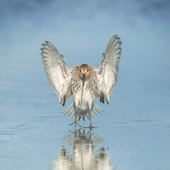Biegus zmienny (Calidris alpina)