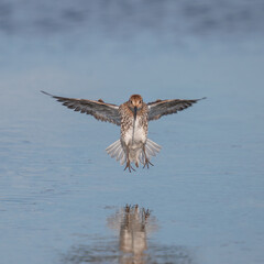 Biegus zmienny (Calidris alpina)