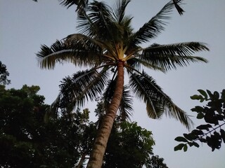 beautiful palm tree leaves in the summer