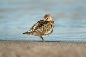Biegus zmienny (Calidris alpina)
