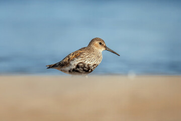 Biegus zmienny (Calidris alpina)