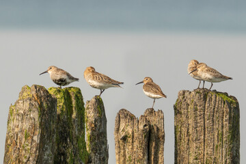 Biegus zmienny (Calidris alpina)
