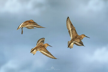 Biegus zmienny (Calidris alpina)