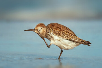 Biegus zmienny (Calidris alpina)