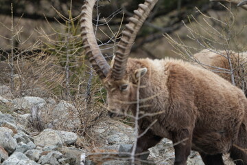 close up of a ibex  steinbock in pontresina, graubuenden, ibex portrait close up - herd of ibexes...